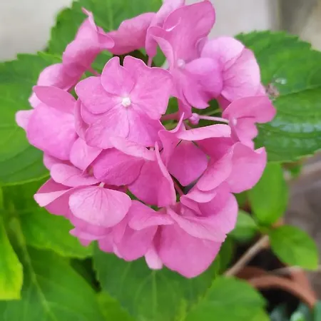 La Casa Dei Nonni * Paola