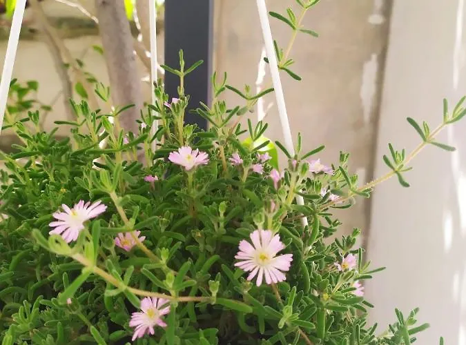 Casa de Férias La Casa Dei Nonni Paola