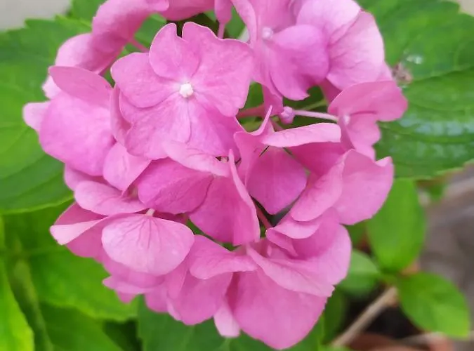 La Casa Dei Nonni * Paola